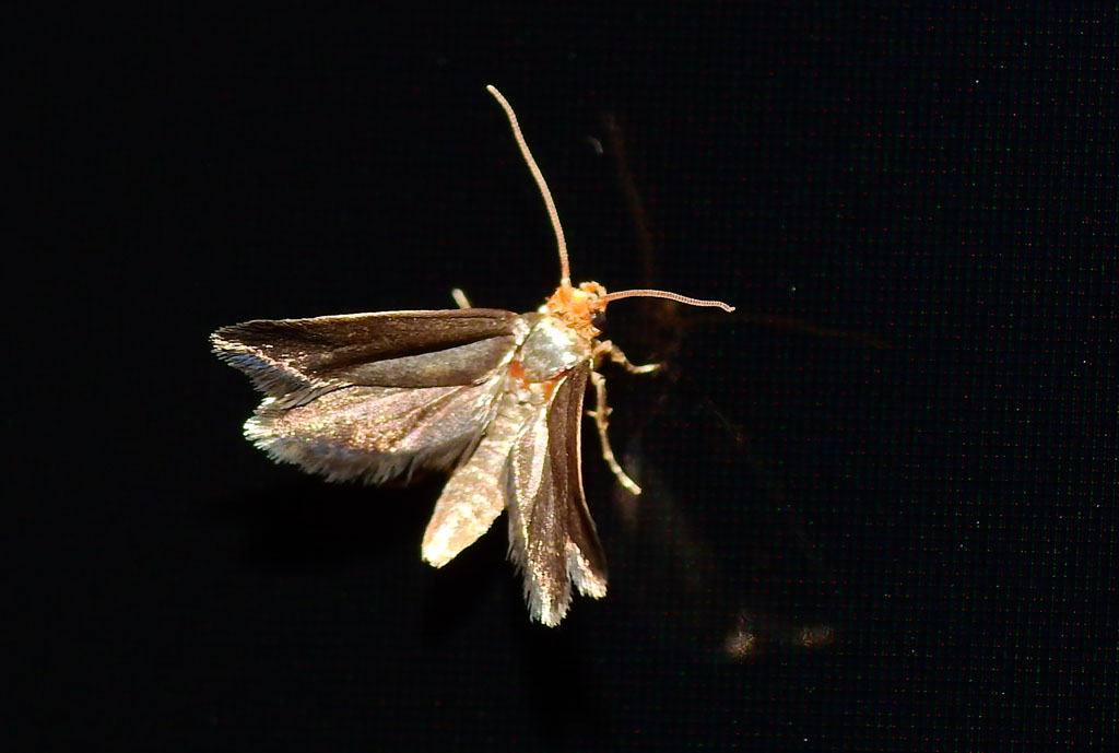 Richiesta conferma ID - Incurvaria koerneriella (ZELLER, 1839)